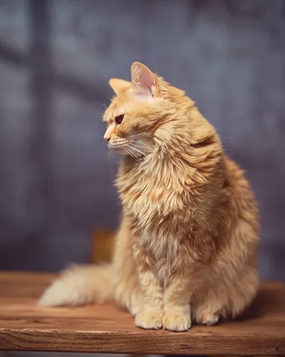 Artistic profile portrait of a long-haired ginger cat sitting elegantly on a wooden bench, looking curiously off-camera under soft directional lighting.