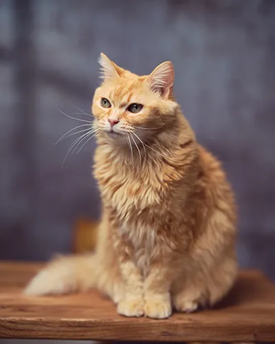 Beautiful studio headshot of a fluffy orange tabby cat with long white whiskers, looking slightly forward with alert green eyes against a textured dark canvas backdrop.