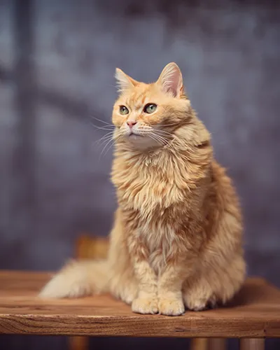 Regal studio portrait of a long-haired orange cat sitting tall on a rustic wooden platform, staring thoughtfully into the distance with an expressive gaze.