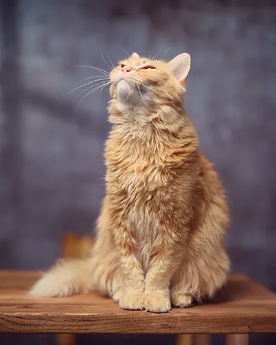 Playful studio portrait photography of a ginger cat sitting upright on a wooden table, tilting its head back with a happy expression and looking up.