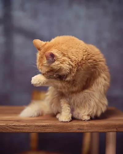 Candid fine art photograph of a fluffy orange cat focused on grooming itself, rubbing its face with its front paw while sitting on a wooden bench.