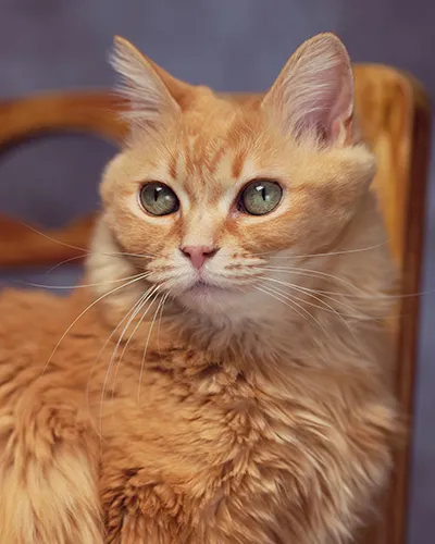 Stunning close-up studio portrait of a long-haired orange tabby cat, showcasing its vibrant green eyes and detailed fur textures while sitting on a wooden chair.